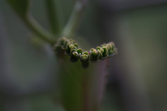 落地生根植物