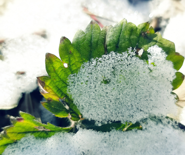 小雪