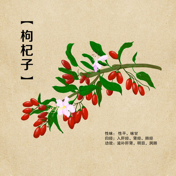 手繪中藥中草藥明目枸杞子