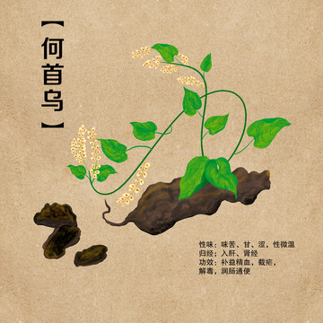 手繪中藥草藥潤黑發(fā)何首烏