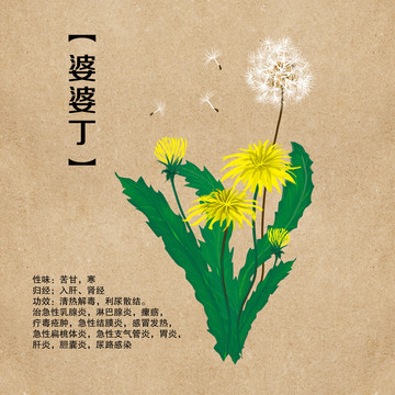 手繪中藥中草藥抗菌利尿婆婆丁