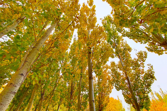 秋天的杨树
