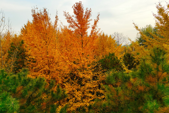 秋天的银杏树