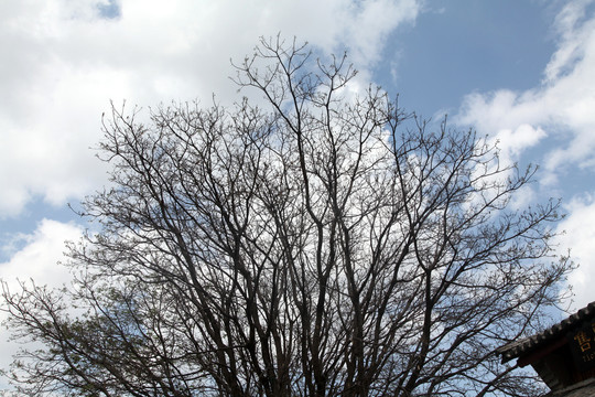 树枝摄影