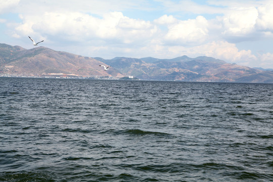 洱海海鸥