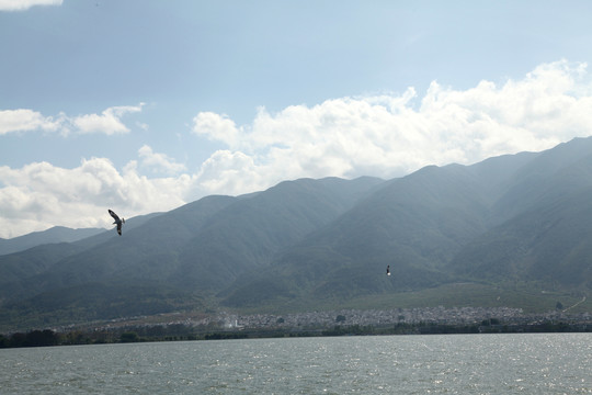 洱海海鸥