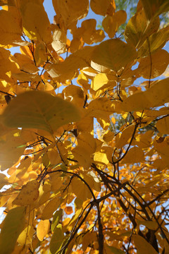 仰拍秋天的树叶