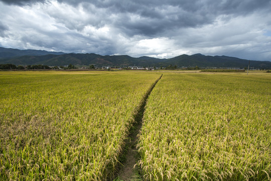 稻田