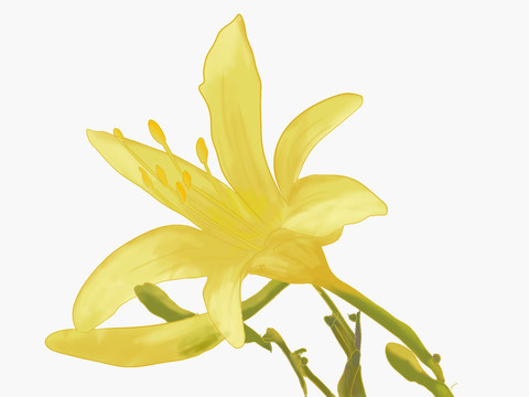 黃花菜