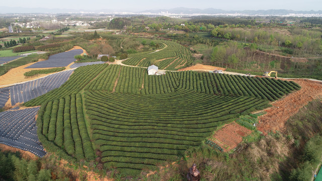 谢裕大茶博园