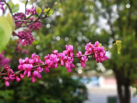 紫藤花开