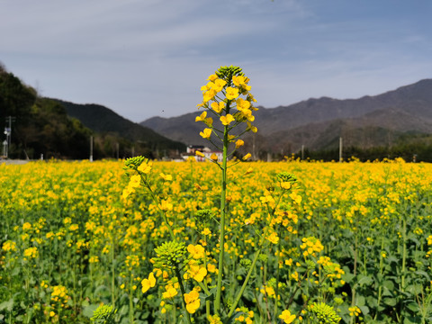 油菜花开