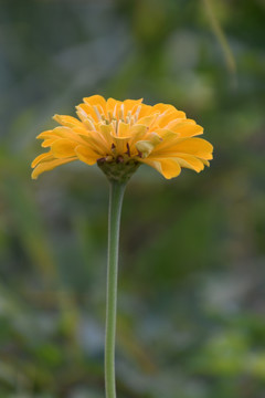 野菊花