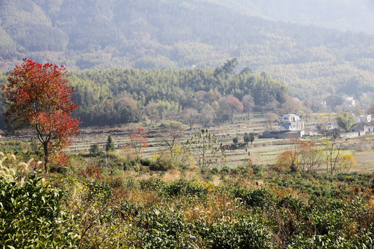 塔川秋色