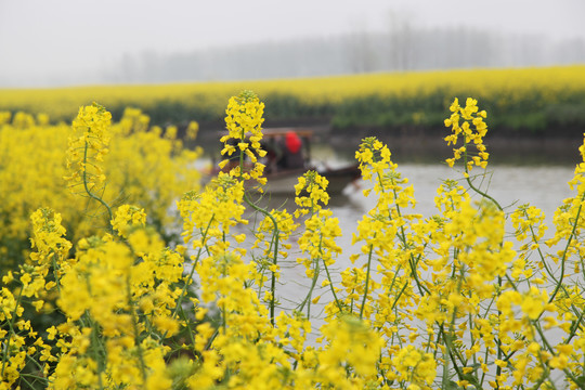 兴化油菜花