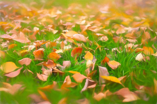 铺满落叶的草地