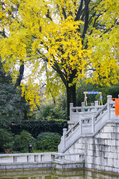 南京崇文书院内的金色银杏树