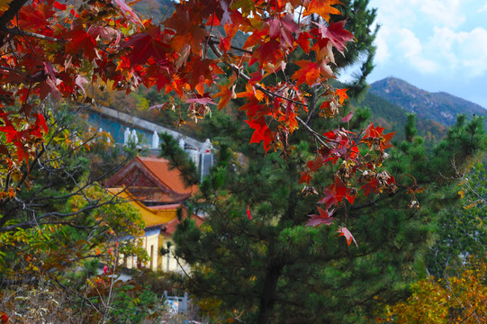 莱州寒同山红叶节