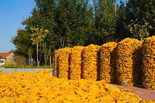 金黄的玉米堆