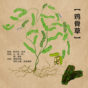 手繪中草藥醫(yī)煲湯雞骨草舒肝止痛