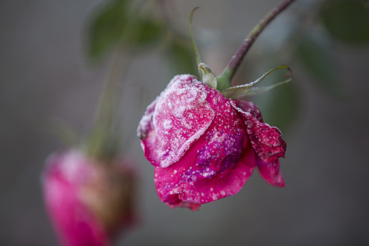 杭州花圃月季霜花