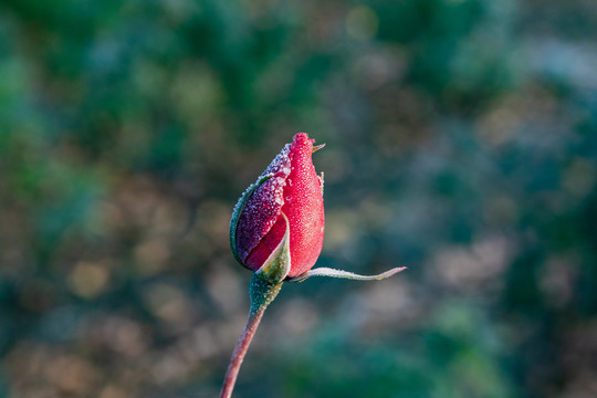 杭州花圃月季霜花