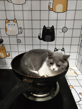 卧在锅里的宠物猫搞笑图片