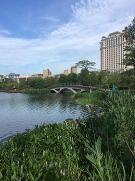 夏天的湖边植物景观