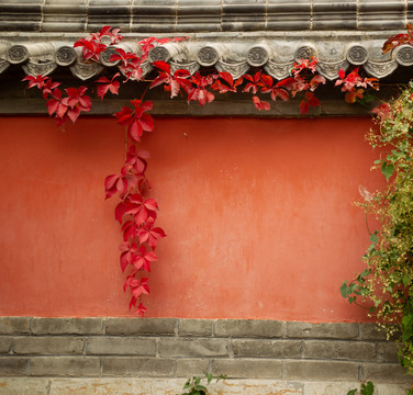 秋天红墙古墙