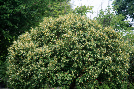 桂花树