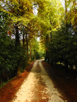 天花井森林公园山路