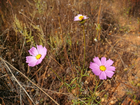 波斯菊