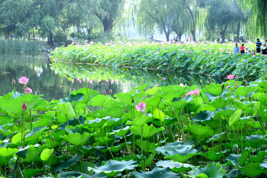 荷花池