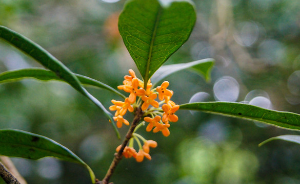 桂花