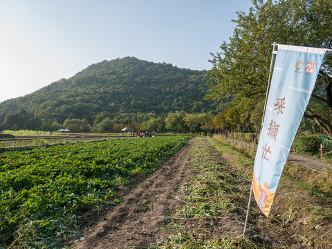 杭州八卦田秋收忙