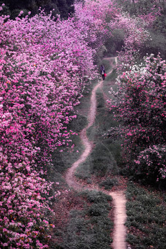 漫步紫荆花丛中
