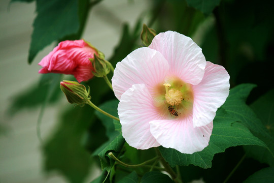 木棉花