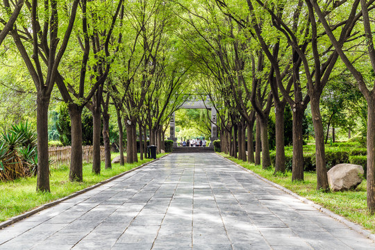 白马寺林荫路