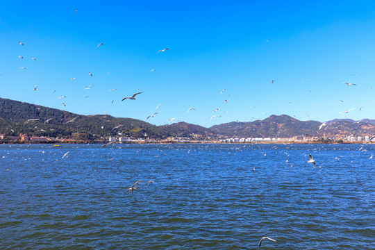 云南昆明滇池海鸥蓝天