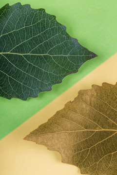 树叶的颜色体现季节交替变化配图