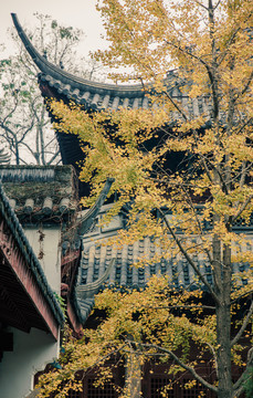 秋天的杭州孔庙