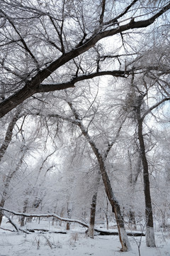 雪淞