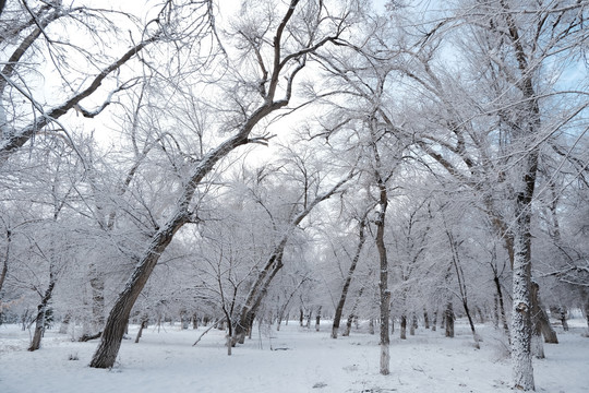 雪景