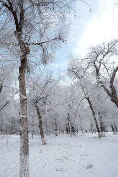 雪景