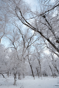 雪淞