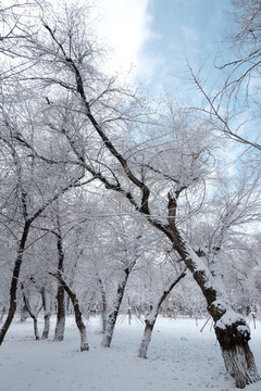 雪淞