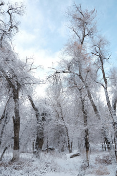 雪淞