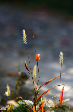 狗尾巴草