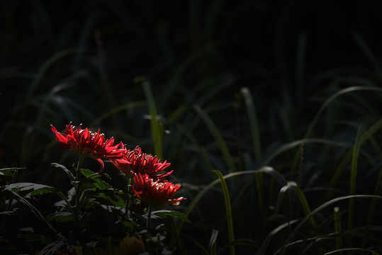 秋天的菊花