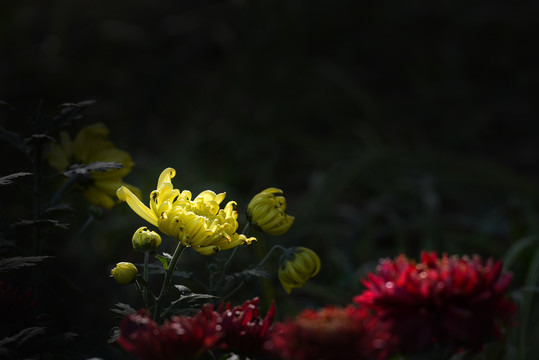 秋天的菊花